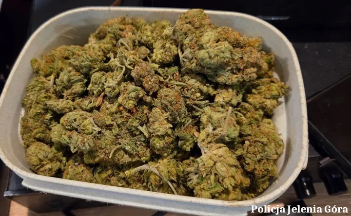 Tajne schowki w bloku - ponad 400 porcji marihuany w Jeleniej Górze