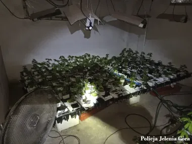Policjanci odkryli w piwnicy ponad 600 krzewów konopi. 59-latek aresztowany