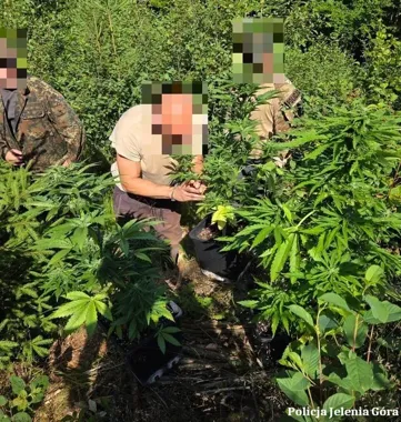 Leśna plantacja pod Kowarami rozbita - policja zatrzymała 40-latka